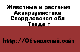 Животные и растения Аквариумистика. Свердловская обл.,Тавда г.